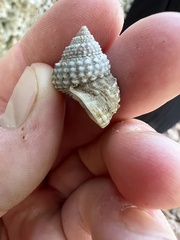 Cenchritis muricatus