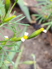 Tagetes filifolia