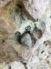 Cenchritis muricatus