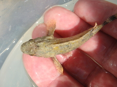 Scorpaena porcus