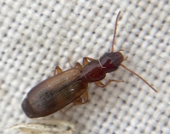 Paradromius linearis