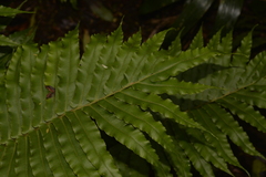 Blechnum howeanum