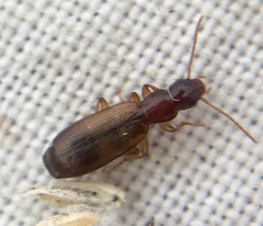 Paradromius linearis