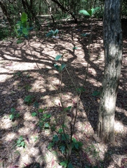 Daphnopsis racemosa