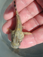 Scorpaena porcus