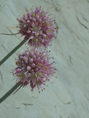 Allium psebaicum