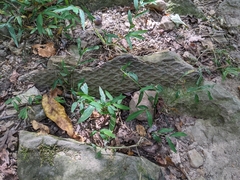 Lepidodendron