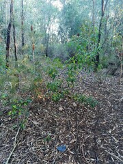 Dodonaea viscosa spatulata