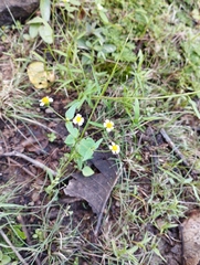 Galinsoga parviflora