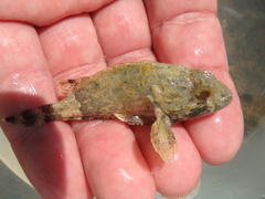 Scorpaena porcus