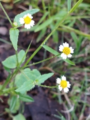 Galinsoga parviflora