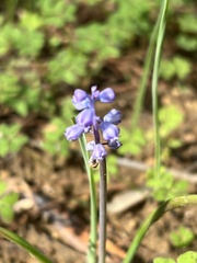 Muscari parviflorum