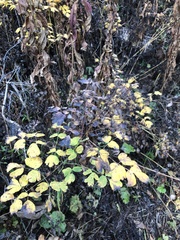 Thalictrum occidentale