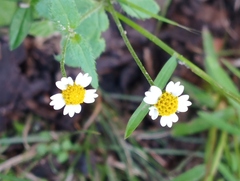 Galinsoga parviflora