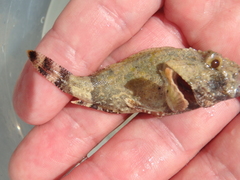Scorpaena porcus
