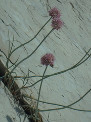 Allium psebaicum