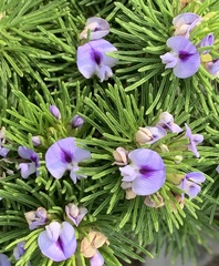 Psoralea vanberkelae