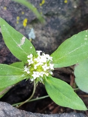 Spermacoce verticillata