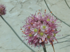 Allium psebaicum