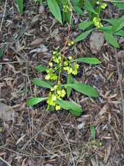 Dodonaea viscosa spatulata