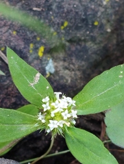 Spermacoce verticillata