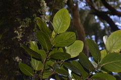 Cryptocarya gregsonii