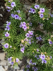Psoralea vanberkelae