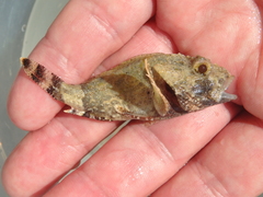 Scorpaena porcus