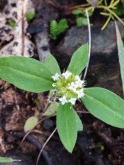Spermacoce verticillata