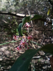 Smilax campestris