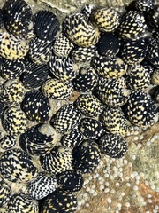Nerita tessellata