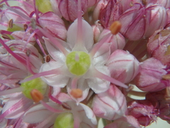 Allium psebaicum