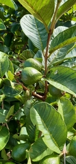Psidium