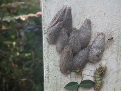 Saturnia pyretorum