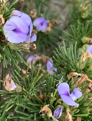 Psoralea vanberkelae