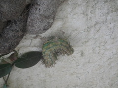 Saturnia pyretorum