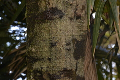 Cryptocarya gregsonii