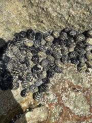 Nerita tessellata