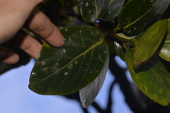 Cryptocarya gregsonii