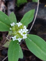 Spermacoce verticillata