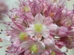 Allium psebaicum