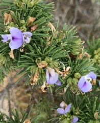 Psoralea vanberkelae