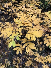 Sorbus sitchensis