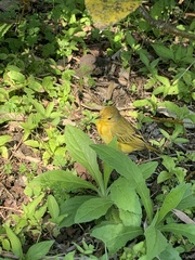 Setophaga petechia aureola