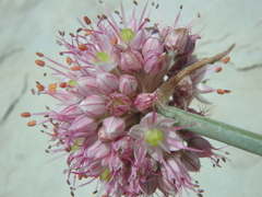 Allium psebaicum