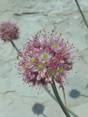 Allium psebaicum