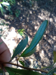 Sebastiania schottiana