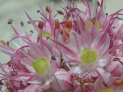 Allium psebaicum