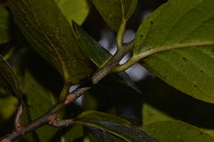 Cryptocarya gregsonii