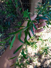 Sebastiania schottiana